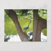 Carte Postale Hérons (Devant)