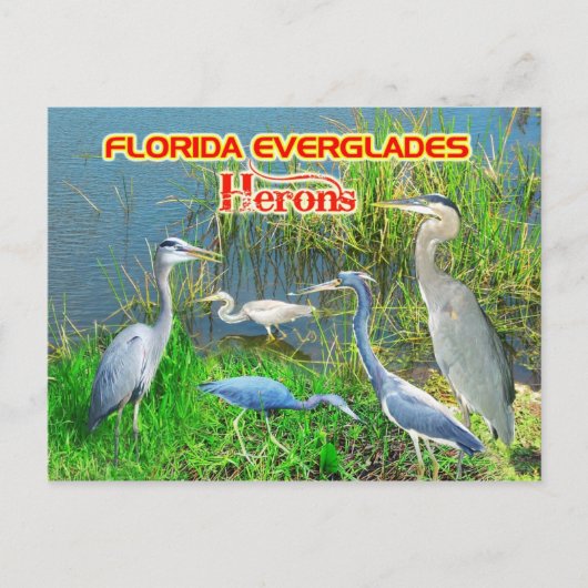 Carte Postale Hérons du Parc national des Everglades, Floride (Devant)
