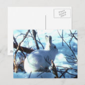 Carte Postale Héros arctiques (Devant / Derrière)