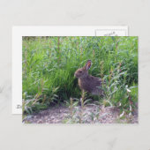 Carte Postale Héros arctiques (Devant / Derrière)