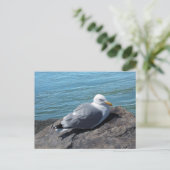 Carte Postale Herring Gull (Debout devant)