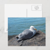 Carte Postale Herring Gull (Devant / Derrière)
