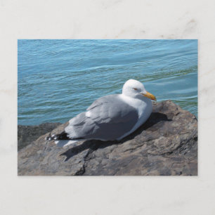 Carte Postale Herring Gull