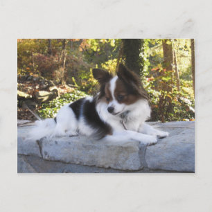 Carte Postale Hershey Kiss Hero Kennel Merchandise