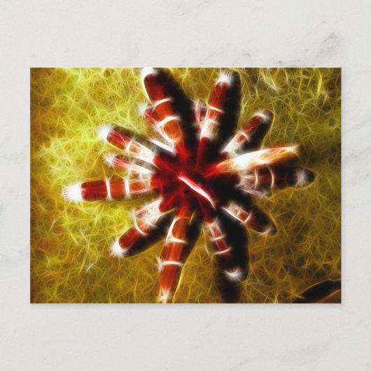 Carte Postale Heterocentrotus (Devant)