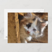 Carte Postale Heterochromie Calico Kitten (Devant / Derrière)