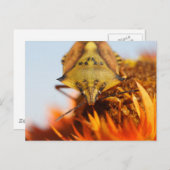 Carte Postale Hétéroptère (Devant / Derrière)