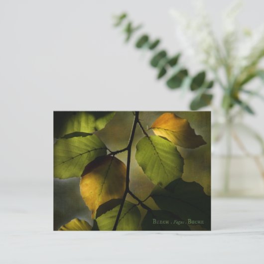 Carte postale hêtre (Debout devant)