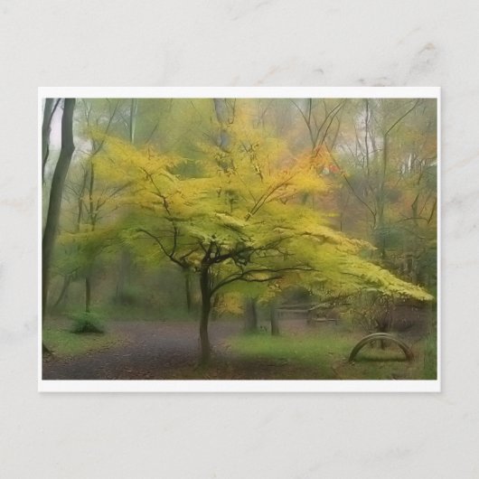 Carte Postale hêtre américain (Devant)