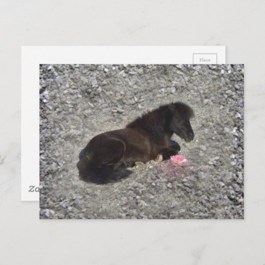 Carte Postale hety Shetland Pony Mini Cheval Animaux Animaux (Devant / Derrière)