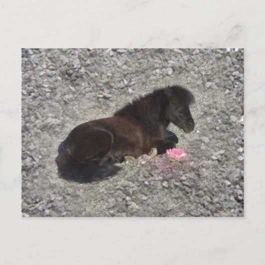 Carte Postale hety Shetland Pony Mini Cheval Animaux Animaux (Devant)