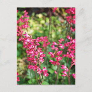 Carte Postale Heuchera En Rose