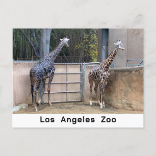 Carte Postale Heure d'alimentation