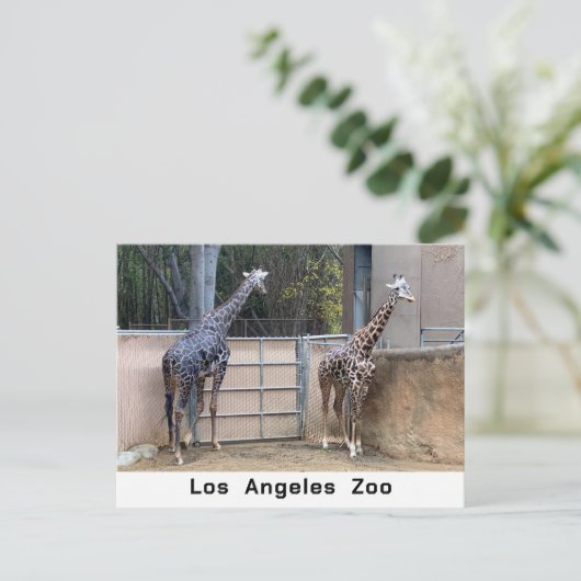 Carte Postale Heure d'alimentation (Debout devant)