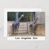 Carte Postale Heure d'alimentation (Devant / Derrière)