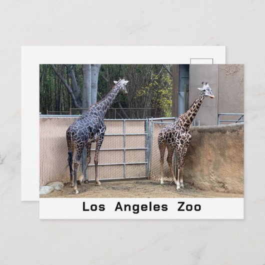 Carte Postale Heure d'alimentation (Devant / Derrière)