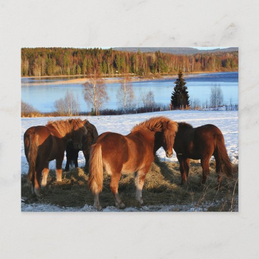 Carte Postale Heure d'alimentation (Devant)