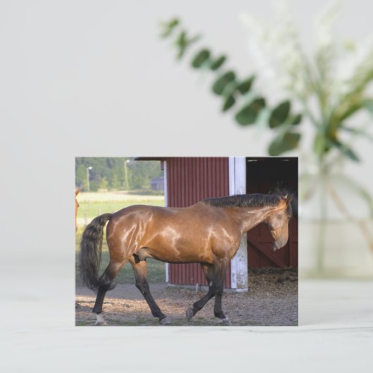 Carte Postale Heure d'alimentation (Debout devant)