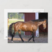 Carte Postale Heure d'alimentation (Devant / Derrière)