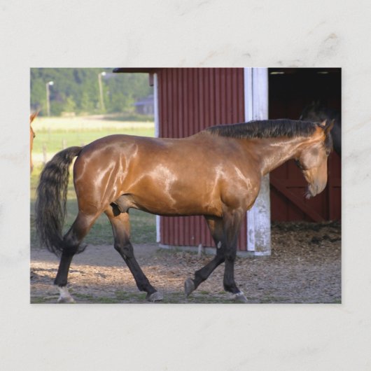 Carte Postale Heure d'alimentation (Devant)