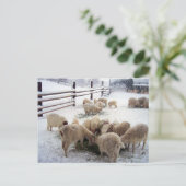 Carte Postale Heure de Chow hivernal pour les chèvres (Debout devant)