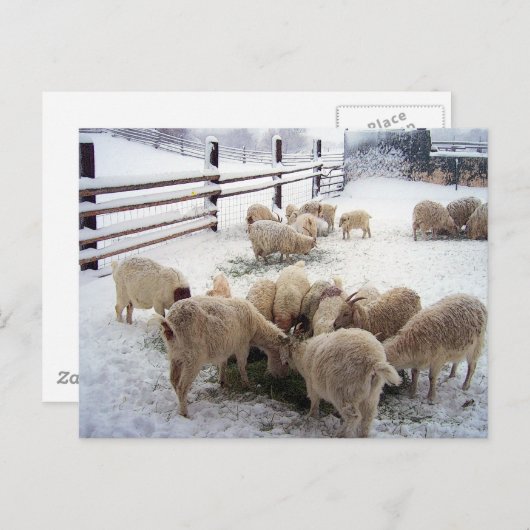 Carte Postale Heure de Chow hivernal pour les chèvres (Devant / Derrière)