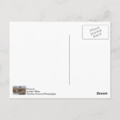 Carte Postale Heure de la collation des oies canadiennes (Dos)