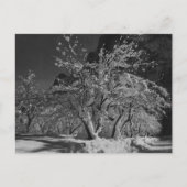 Carte Postale Heure de la nuit d'hiver (Devant)