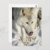 Carte Postale Heure du dîner Loup Arctique (Devant / Derrière)