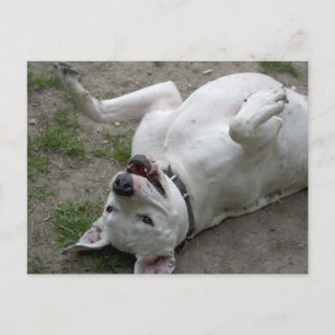 Carte Postale Heureuse fille Dogo Argentino