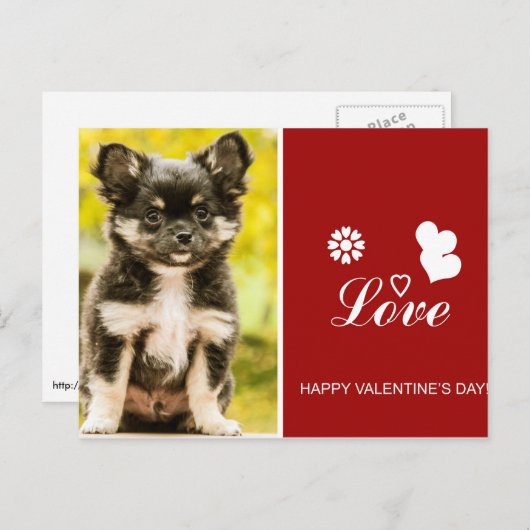 Carte postale Heureuse Sainte-Valentin Chihuahua P (Devant / Derrière)