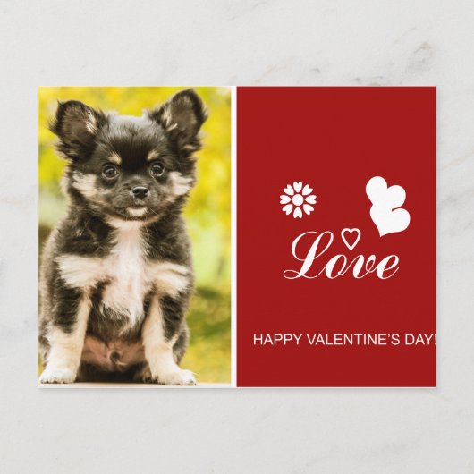 Carte postale Heureuse Sainte-Valentin Chihuahua P (Devant)