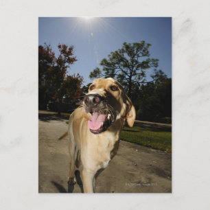Carte Postale Heureux chien courant autour de l'exercice à l'ext