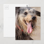 Carte Postale Heureux chien sur une plage (Devant / Derrière)