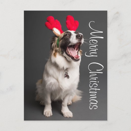 Carte Postale Heureux Chiot de vacances (Devant)