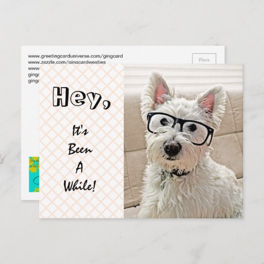 Carte Postale Hey, ça fait un moment, Westie porte des lunettes (Devant / Derrière)