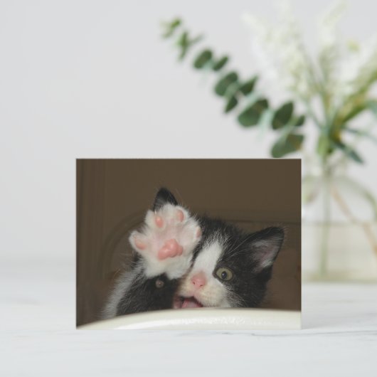 Carte postale "HI" Kitten (Debout devant)