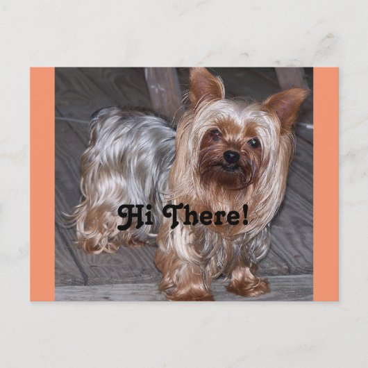 Carte Postale Hi There Yorkshire Terrier (Devant)
