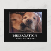 Carte Postale Hibernation Golden Retriever Restez chaud (Devant)