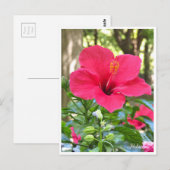 Carte Postale Hibiscus (Devant / Derrière)