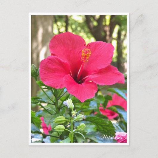 Carte Postale Hibiscus (Devant)