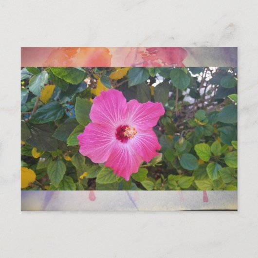 Carte Postale Hibiscus (Devant)