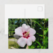Carte Postale Hibiscus (Devant / Derrière)