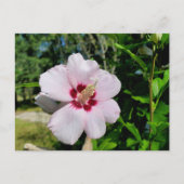Carte Postale Hibiscus (Devant)