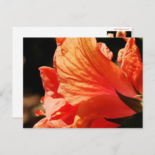 CARTE POSTALE HIBISCUS (Devant / Derrière)