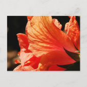 CARTE POSTALE HIBISCUS (Devant)