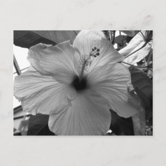 Carte Postale Hibiscus
