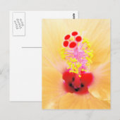 Carte Postale Hibiscus (Devant / Derrière)