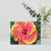 Carte postale Hibiscus (Debout devant)