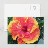 Carte postale Hibiscus (Devant / Derrière)